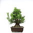 Pinus thunbergii, 49,5 cm, ± 20 anni