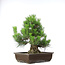 Pinus thunbergii, 49,5 cm, ± 20 anni