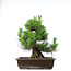 Pinus thunbergii, 49,5 cm, ± 20 anni