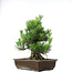 Pinus thunbergii, 49,5 cm, ± 20 years old