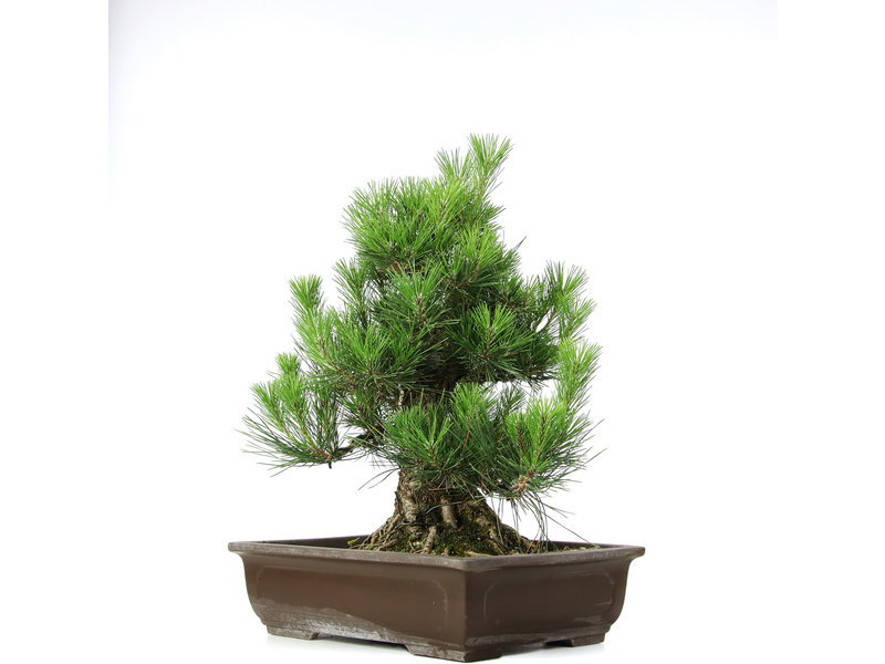 Pinus thunbergii, 49,5 cm, ± 20 jaar oud