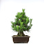 Pinus thunbergii, 49,5 cm, ± 20 jaar oud