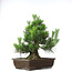 Pinus thunbergii, 49,5 cm, ± 20 anni