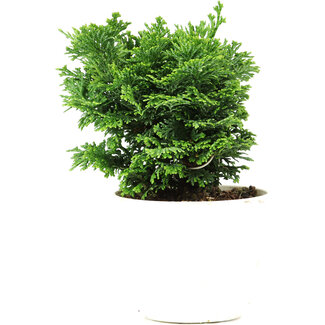 Chamaecyparis obtusa, 12 cm, ± 5 anni