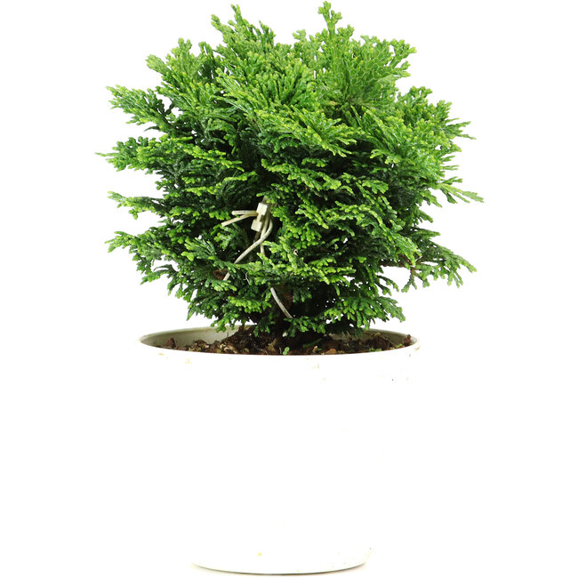Chamaecyparis obtusa, 12 cm, ± 5 anni