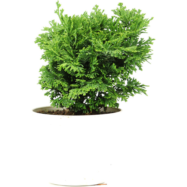 Chamaecyparis obtusa, 12 cm, ± 5 años