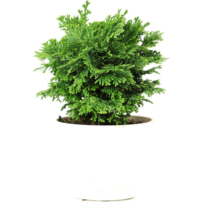 Chamaecyparis obtusa, 12 cm, ± 5 jaar oud