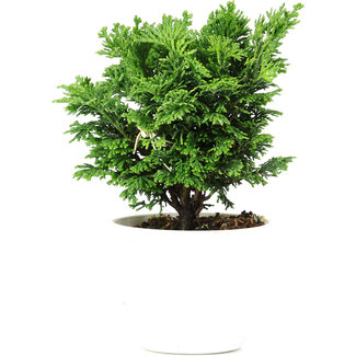 Chamaecyparis obtusa, 14 cm, ± 5 años