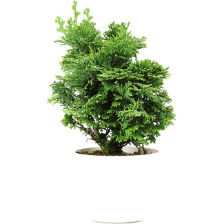 Chamaecyparis obtusa, 16 cm, ± 5 jaar oud