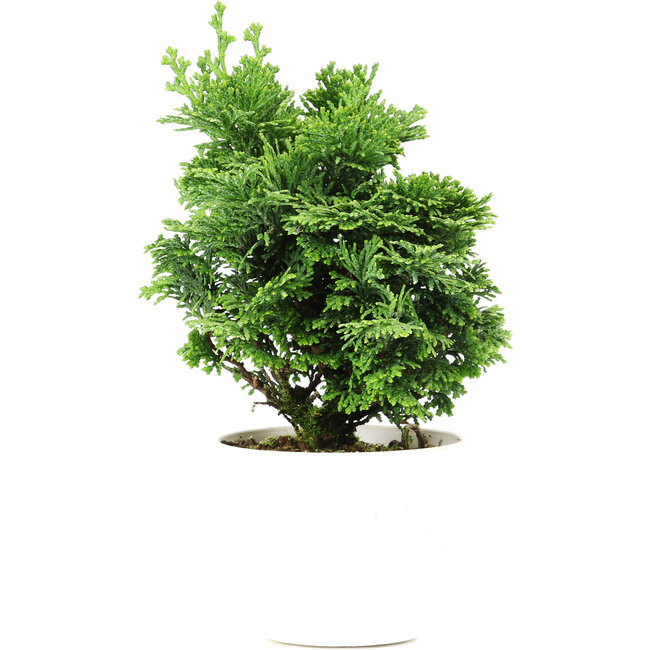 Chamaecyparis obtusa, 16 cm, ± 5 jaar oud