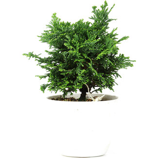 Chamaecyparis obtusa, 12,5 cm, ± 5 jaar oud