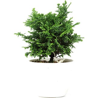 Chamaecyparis obtusa, 12,5 cm, ± 5 years old