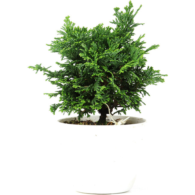 Chamaecyparis obtusa, 12,5 cm, ± 5 Jahre alt