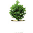 Chamaecyparis obtusa, 12,5 cm, ± 5 years old