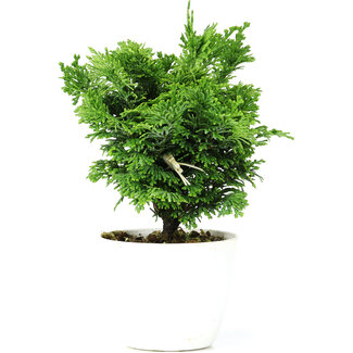 Chamaecyparis obtusa, 16 cm, ± 5 anni