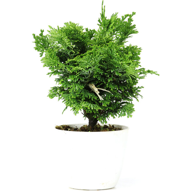 Chamaecyparis obtusa, 16 cm, ± 5 jaar oud