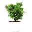 Chamaecyparis obtusa, 16 cm, ± 5 Jahre alt