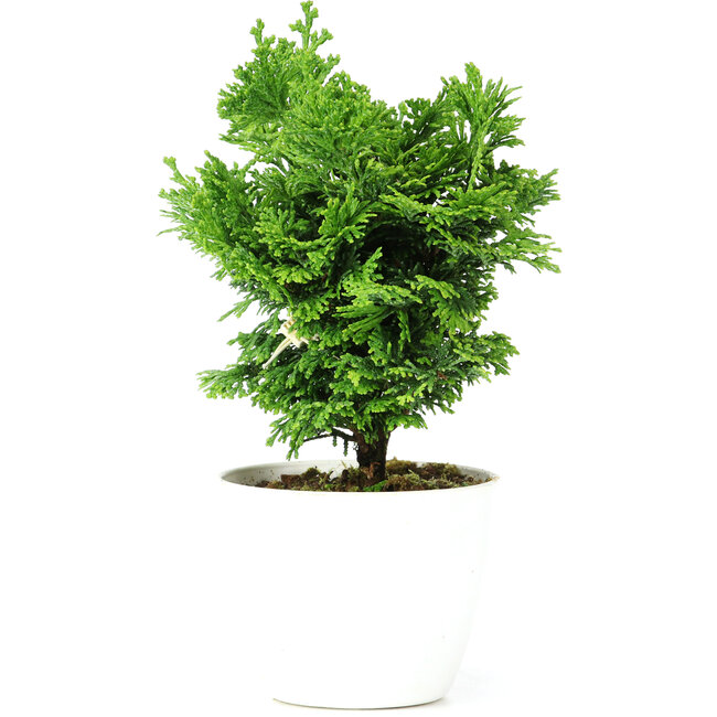 Chamaecyparis obtusa, 16 cm, ± 5 anni