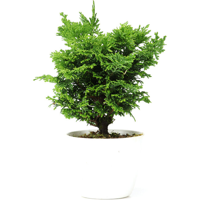 Chamaecyparis obtusa, 16 cm, ± 5 años