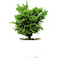 Chamaecyparis obtusa, 16 cm, ± 5 jaar oud