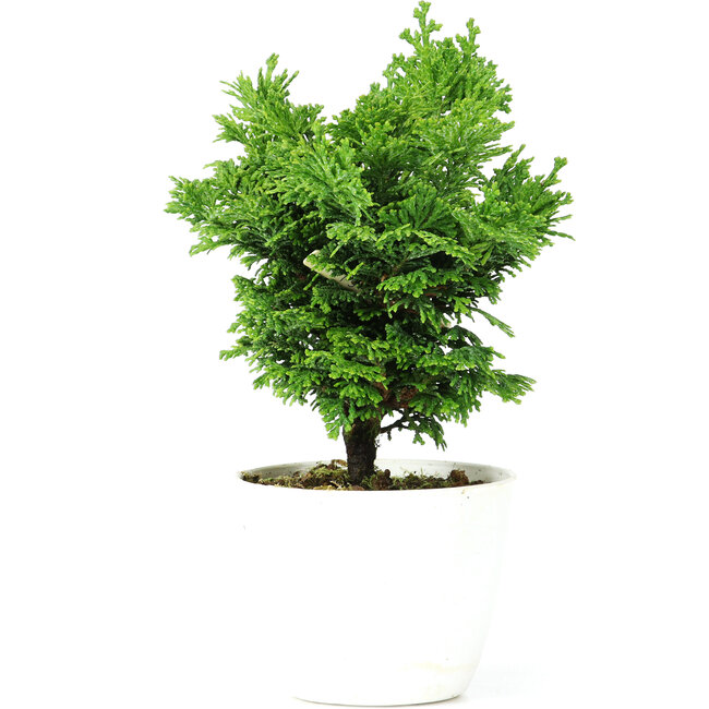Chamaecyparis obtusa, 16 cm, ± 5 years old