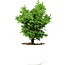 Chamaecyparis obtusa, 16 cm, ± 5 years old
