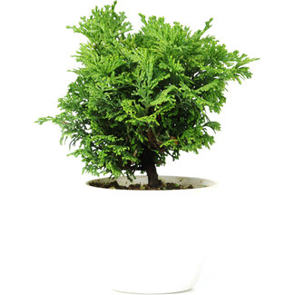 Chamaecyparis obtusa, 14 cm, ± 5 anni