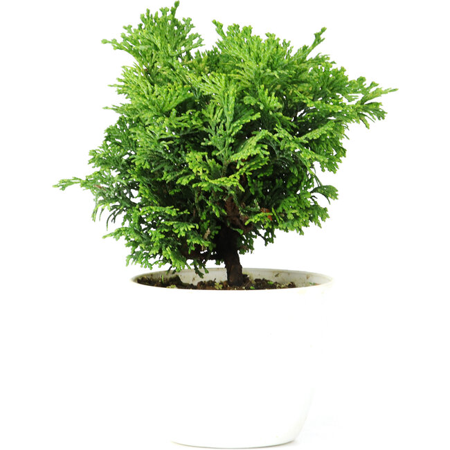 Chamaecyparis obtusa, 14 cm, ± 5 años