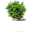 Chamaecyparis obtusa, 14 cm, ± 5 ans