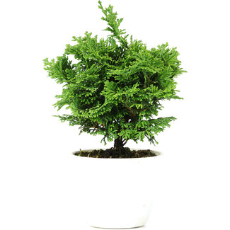 Chamaecyparis obtusa, 16,5 cm, ± 5 anni