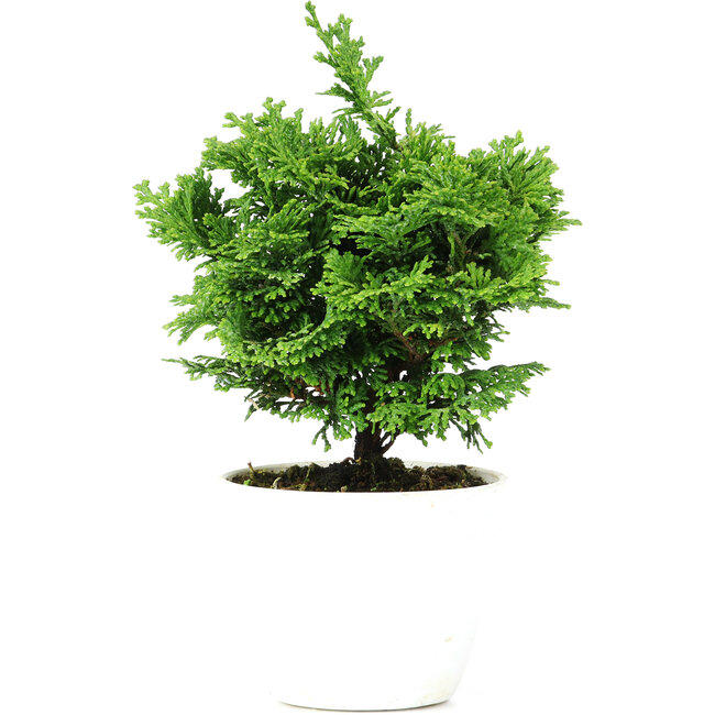 Chamaecyparis obtusa, 16,5 cm, ± 5 years old