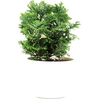 Chamaecyparis obtusa, 12,5 cm, ± 5 jaar oud