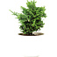 Chamaecyparis obtusa, 12,5 cm, ± 5 ans