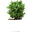 Chamaecyparis obtusa, 12,5 cm, ± 5 ans