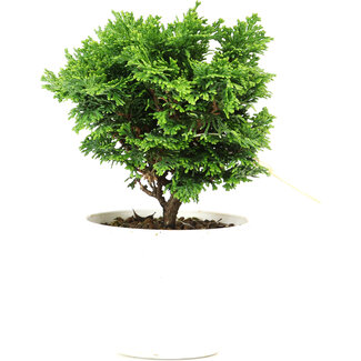 Chamaecyparis obtusa, 13,5 cm, ± 5 anni