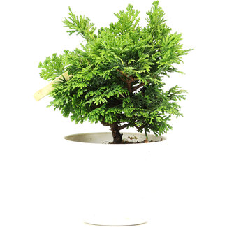 Chamaecyparis obtusa, 14 cm, ± 5 anni