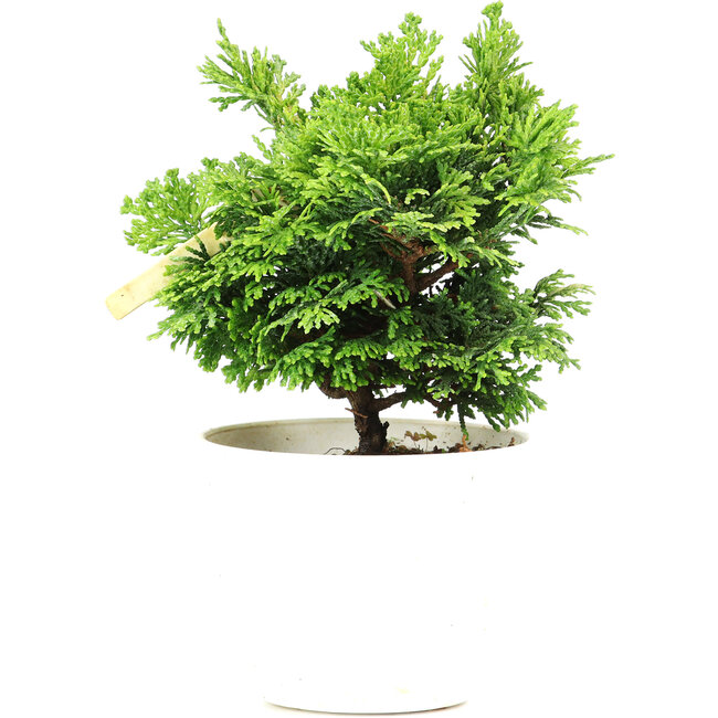 Chamaecyparis obtusa, 14 cm, ± 5 years old