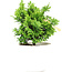 Chamaecyparis obtusa, 14 cm, ± 5 ans