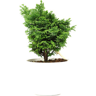 Chamaecyparis obtusa, 14 cm, ± 5 jaar oud