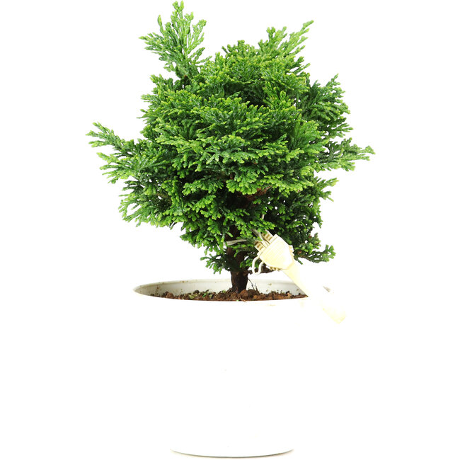 Chamaecyparis obtusa, 14 cm, ± 5 Jahre alt
