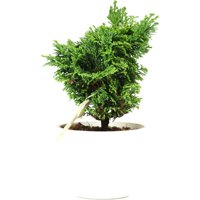 Chamaecyparis obtusa, 14 cm, ± 5 Jahre alt