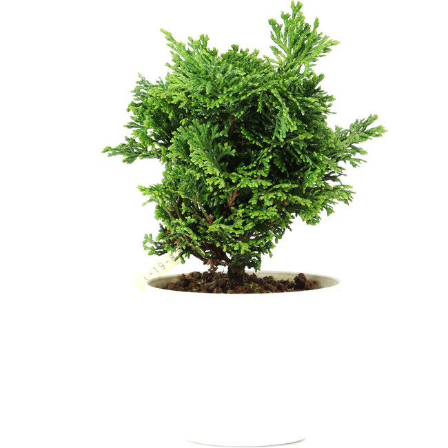 Chamaecyparis obtusa, 14 cm, ± 5 ans