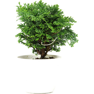 Chamaecyparis obtusa, 13,5 cm, ± 5 jaar oud