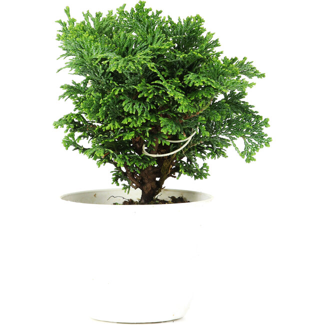 Chamaecyparis obtusa, 13,5 cm, ± 5 jaar oud