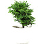 Chamaecyparis obtusa, 13,5 cm, ± 5 ans