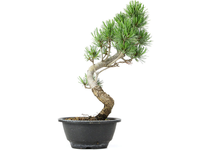 Pinus parviflora, 29 cm, ± 12 jaar oud