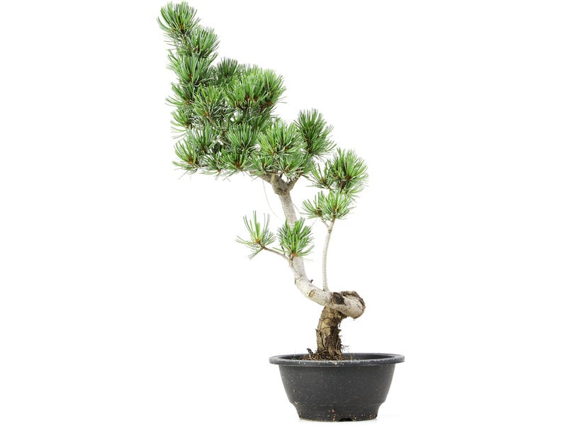 Pinus parviflora, 44 cm, ± 12 jaar oud