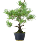 Pinus parviflora, 32 cm, ± 20 jaar oud