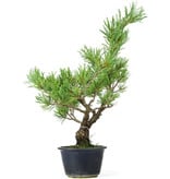 Pinus parviflora, 35 cm, ± 20 jaar oud