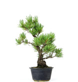 Pinus parviflora, 29 cm, ± 20 years old
